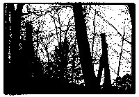 Two tall smokestacks comingle along the skyline seen from small wooden area south of the physical plant